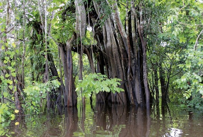 Grüner Mythos Amazonas