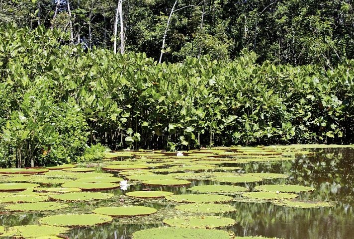 Grüner Mythos Amazonas