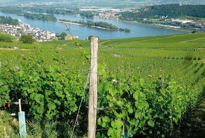 Rhein-Radweg von Mainz nach Köln