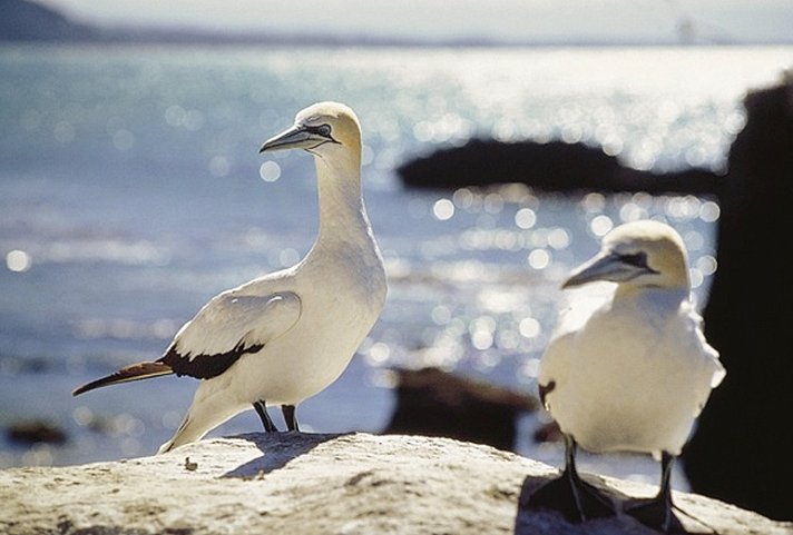 Naturwunder Neuseelands (Christchurch-Auckland, 21 Nächte)