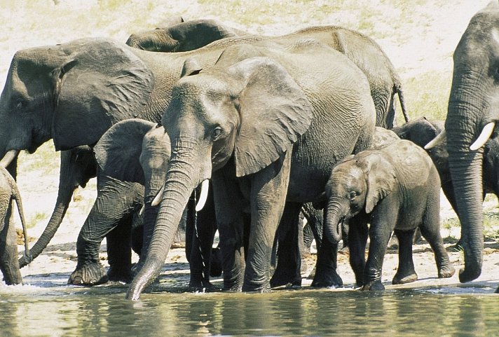 Drifters - Southern Africa Explorer Kapstadt - Maun