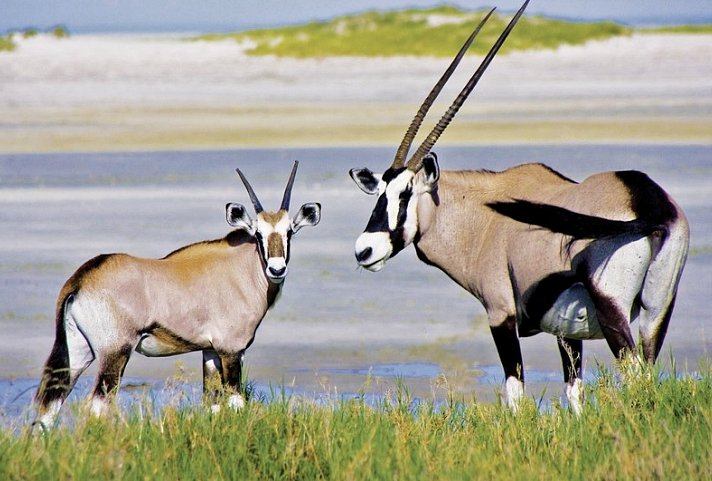Drifters - Southern Africa Explorer Kapstadt - Maun