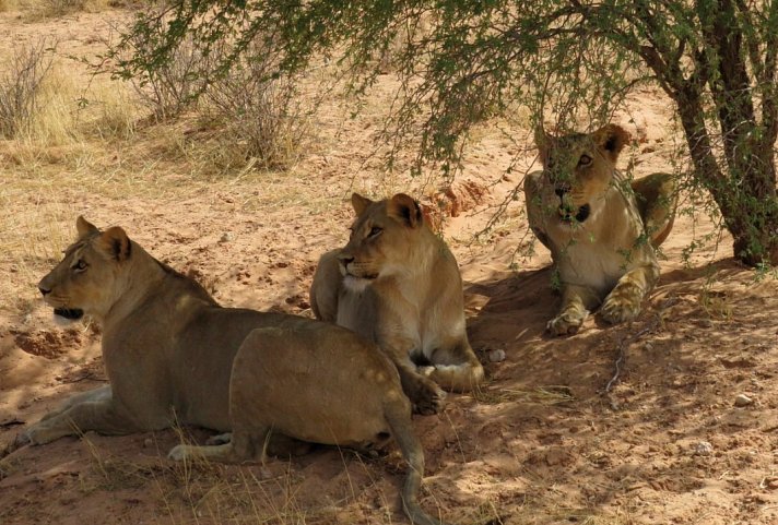 Drifters - Southern Africa Explorer Kapstadt - Maun