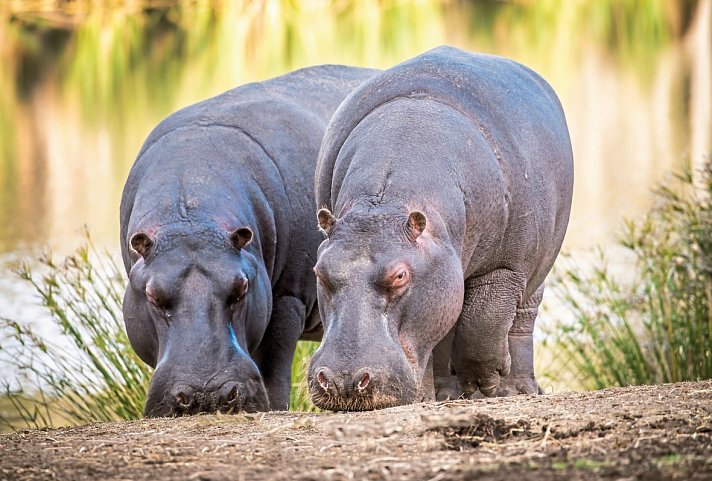 Wellness, Wein & wilde Tiere