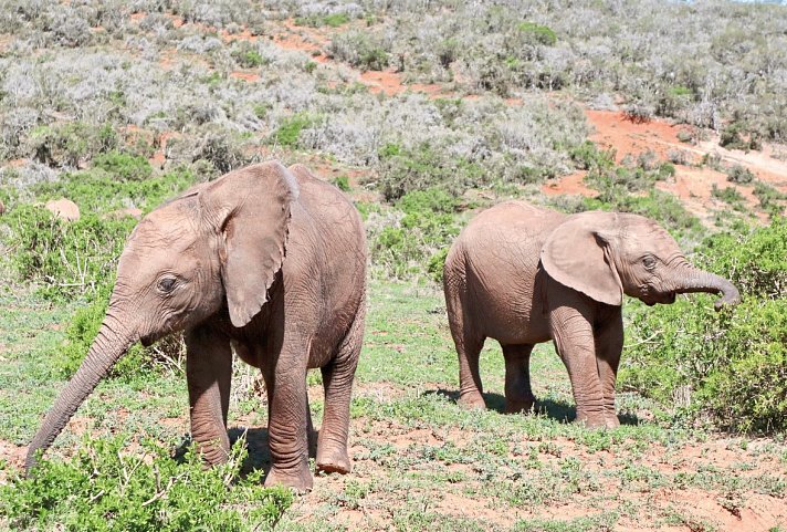 Faszination Gartenroute, Karoo und Addo (Autoreise)