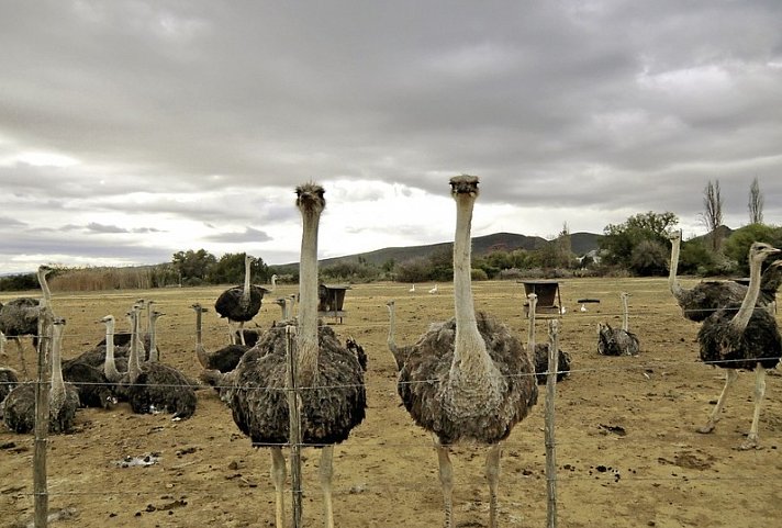 Faszination Gartenroute, Karoo und Addo (Autoreise)