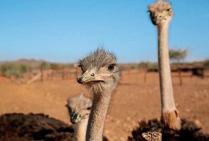 Faszination Gartenroute, Karoo und Addo (Teilstrecke)