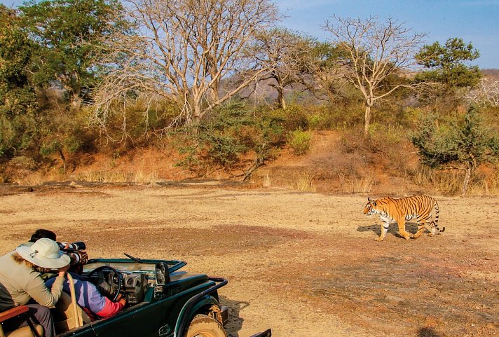 Tiger, Tempel, Taj Mahal