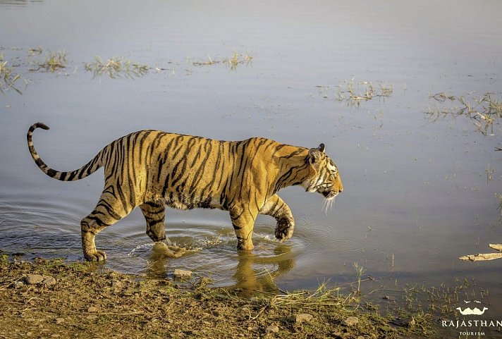Tiger, Tempel, Taj Mahal