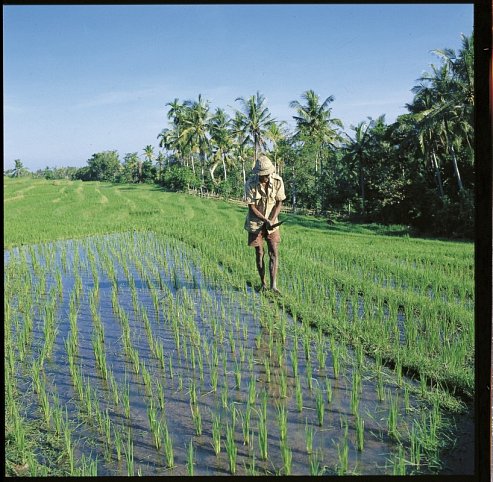 Abenteuer Westbali & Ostjava (Privatreise)