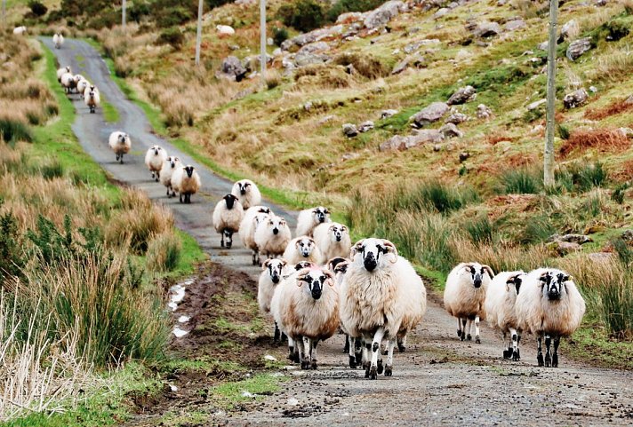 Irland - den Süden der grünen Insel erwandern