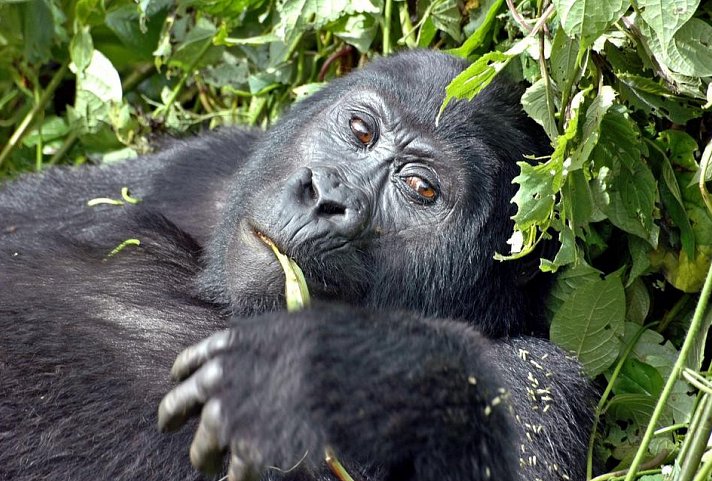 Sanctuary Gorilla Forest Camp