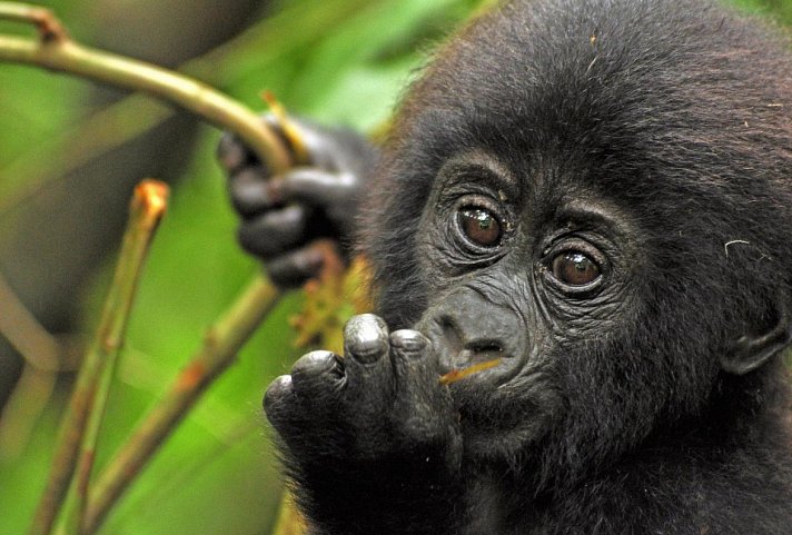 Sanctuary Gorilla Forest Camp
