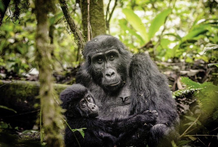 Sanctuary Gorilla Forest Camp