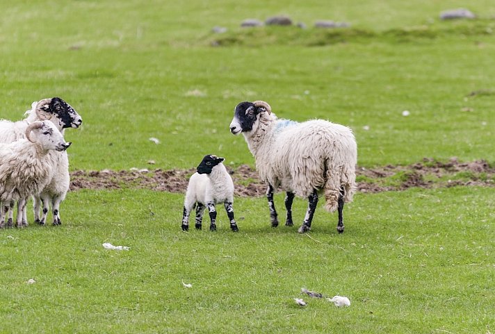 Erlebnis Grüne Inseln - Großbritannien und Irland