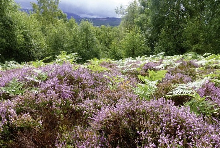 Whiskytour - Speyside