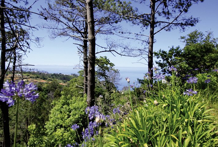 Rund um Madeira
