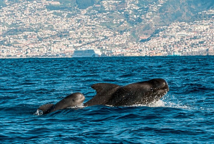Walbeobachtung – Madeira – Outdoor Abenteuer