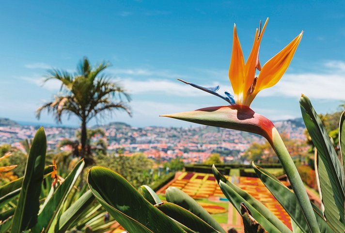 Madeira bewusst entdecken