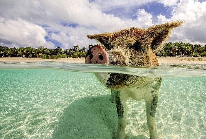 Tierisches Badevergnügen - Schwimmende Schweine