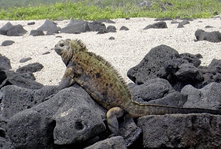 Galápagos Island Hopping