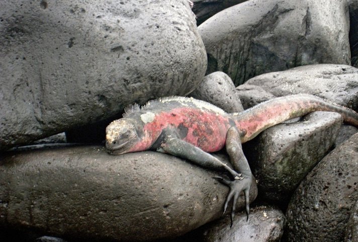 Galápagos Island Hopping