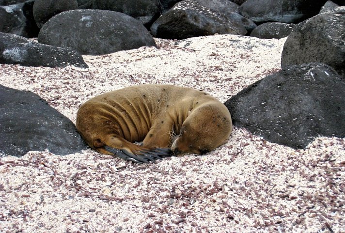 Galápagos Island Hopping