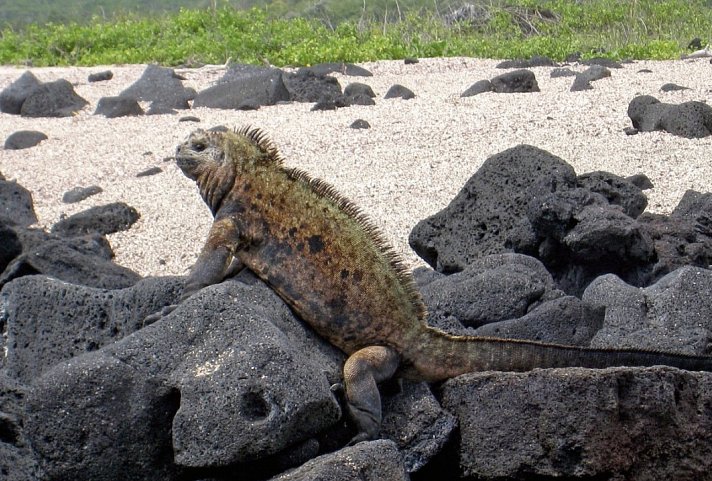 Galápagos Island Hopping