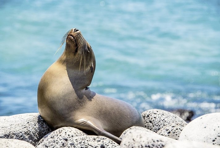 Galápagos Scalesia Lodge - 4 Nächte