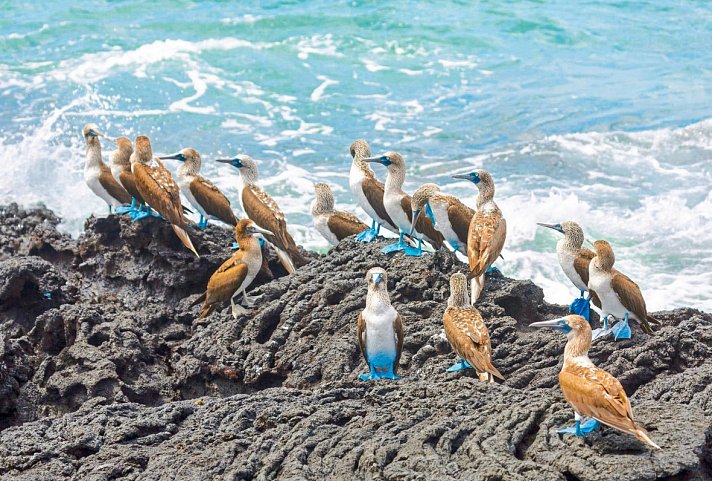 Erlebnis Galapagos mit Aqua Mare