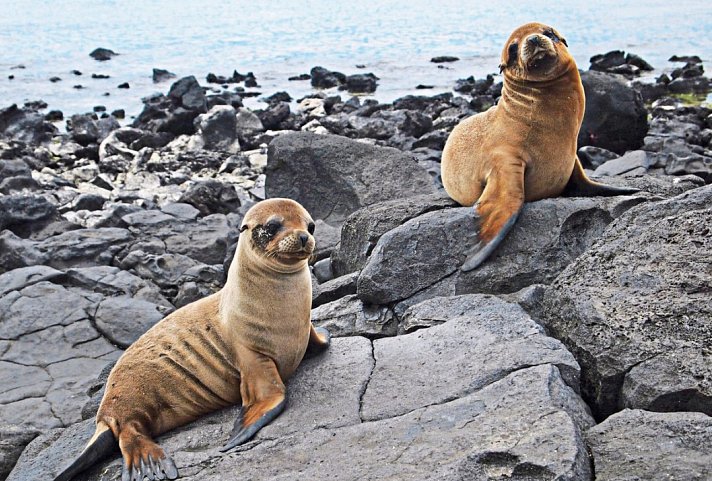 Erlebnis Galapagos mit Aqua Mare