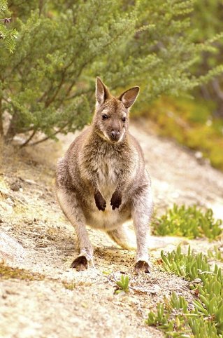 Tasmanien auf eigene Faust