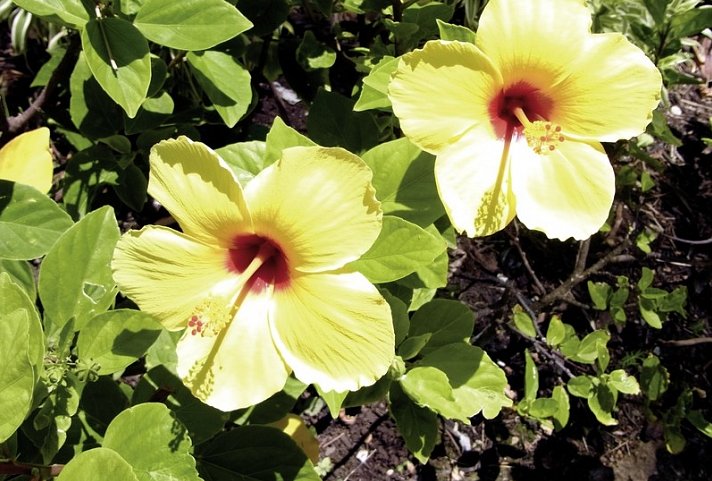 Inselträume Hawaii (19 Nächte)