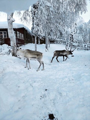 Zu Gast in Lapplands Goldgräberdorf