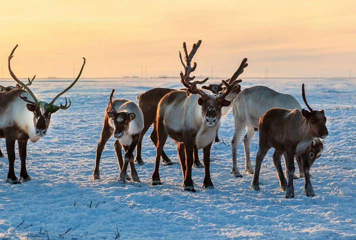 Finnische Winterwoche in der Arktis