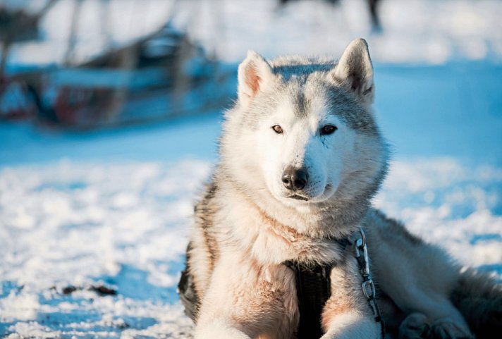 Finnische Winterwoche in der Arktis