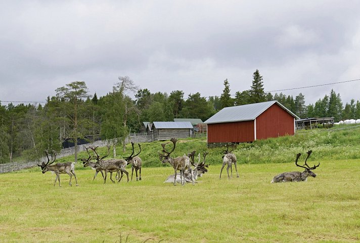 Erlebnis Lappland: Wildnis und Eismeer