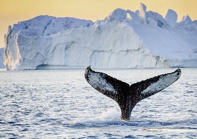 Sommer im Eis Kangerlussuaq