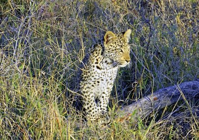 Höhepunkte Mpumalangas (Autoreise) Johannesburg