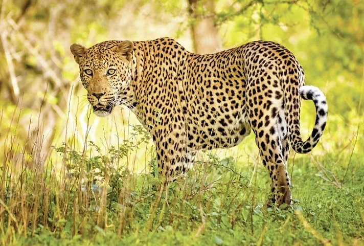 Mpumalanga - Im Reich der wilden Tiere