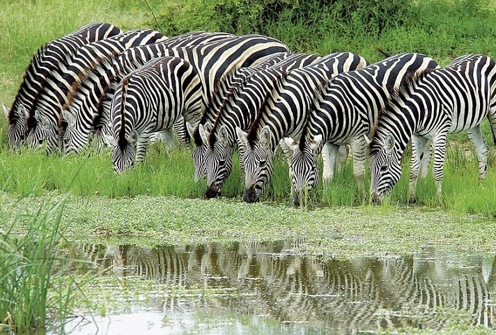 Mpumalanga - Im Reich der wilden Tiere