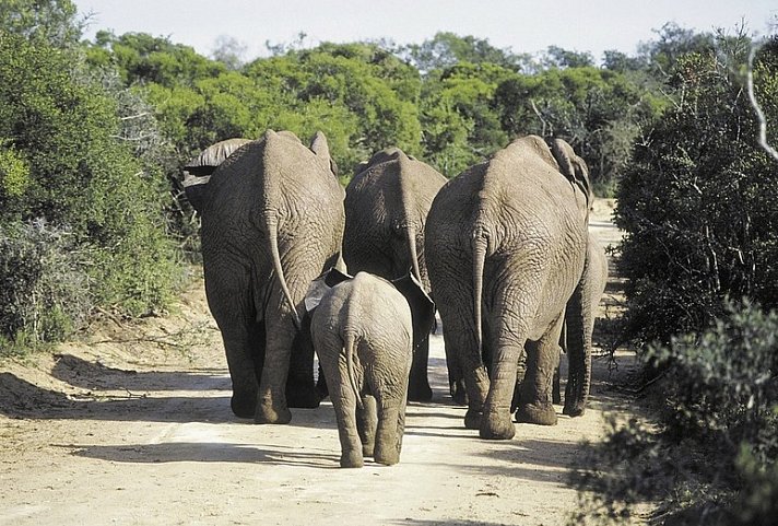 Mpumalanga - Im Reich der wilden Tiere