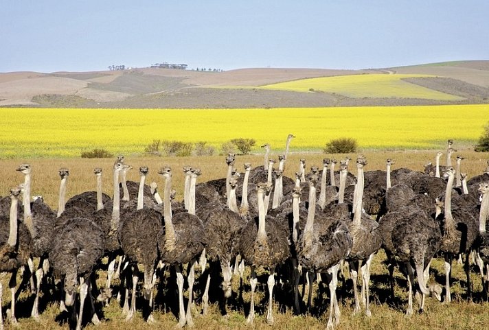 Klassisches Südafrika (ab Johannesburg/bis Kapstadt)