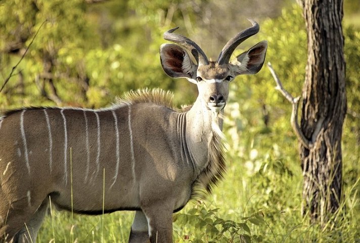 Best of South Africa (Privatreise)