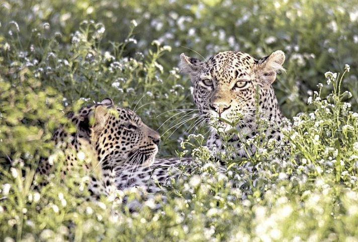 Best of South Africa (Privatreise)