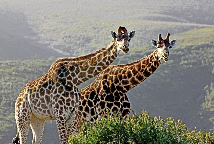 Best of South Africa (Privatreise)