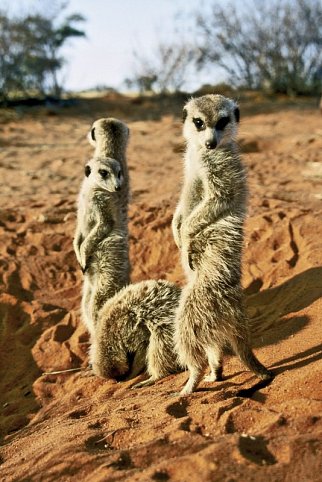 Best of South Africa (Privatreise)