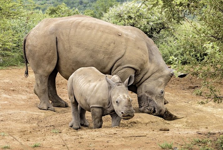 Best of South Africa (Privatreise)