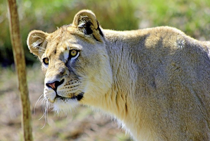 Best of South Africa (Privatreise)