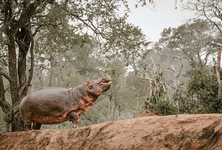 Safari Guide Experience